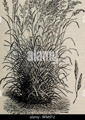 . McCullough's seed catalogue and amateur's guide 1899. Nursery stock Ohio Cincinnati Catalogs; Vegetables Seeds Catalogs; Flowers Catalogs; Plants, Ornamental Catalogs; Gardening Equipment and supplies Catalogs. Hard Fescue Grass. Johnson Grass. (Sorghum Halapense). A perennial; a rapid grower, long cane-like roots. Sow at the rate of one bushel per acre, and should be sown in August or September to secure a good crop the following year 10c lb., 90c for 10 lbs. Kentucky Blue Grass. (Poa pratensis). Also called June Grass, smooth, stalked Meadow Grass. Green Meadow Grass, and Spear Grass. Pere Stock Photo