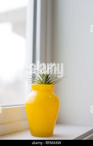 A tillandsia tectorum air plant in a yellow vase on a window sill. Stock Photo