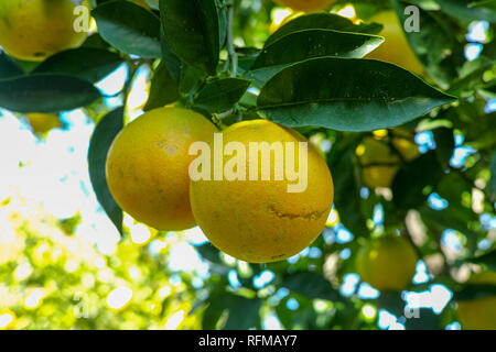 Tasty navel oranges plantation with many orange citrus fruits hanging on trees, Agaete valley, Gran Canaria, Canary, Spain Stock Photo