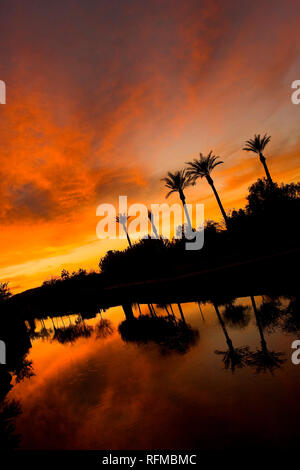 A reflection of palm trees in water at sunset in Phoenix, Arizona. Stock Photo