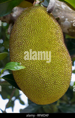 Close-up of jackfruits (Artocarpus heterophyllus), also known as jack tree, fenne, jakfruit, jack or jak, hanging on a tree. Stock Photo