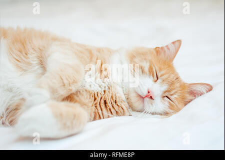 cute sleeping ginger cat at white bed. concept of calm and cozy comfort of pet Stock Photo