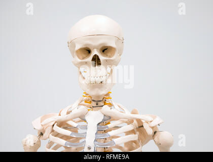 Decorative human skeleton model and skull on display in hospital for studying Stock Photo