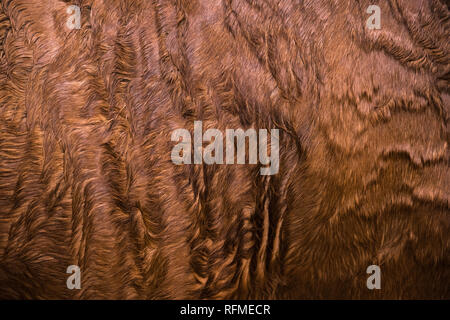 Background fur for design, close up of brown pedigree horse skin texture. Close up Stock Photo