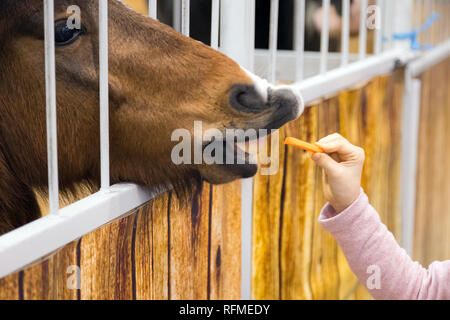 Kids hand feeding brown horse in the stable. Pedigree horse in his aviary. Horse through the cage Stock Photo
