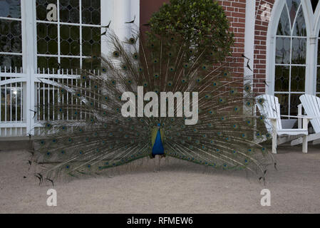Indian Peafowl at Gothic house in Wörlitzer Park which is a major part of the Dessau-Wörlitz Garden Realm in Germany. Stock Photo