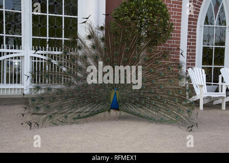 Indian Peafowl at Gothic house in Wörlitzer Park which is a major part of the Dessau-Wörlitz Garden Realm in Germany. Stock Photo