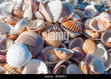 shells on the beach, Cerastoderma edule, common cockle Stock Photo
