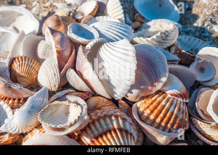 shells on the beach, Cerastoderma edule, common cockle Stock Photo