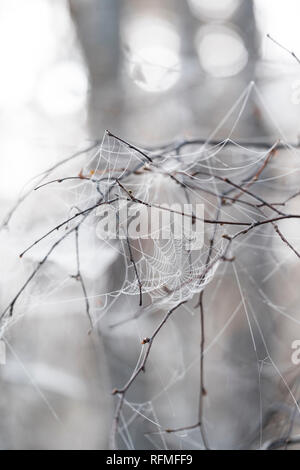 Frozen Web in Abernethy forest in the Cairngorms National Park of Scotland.