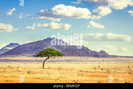 Unique savannah plains landscape with acacia tree in Kenya Stock Photo