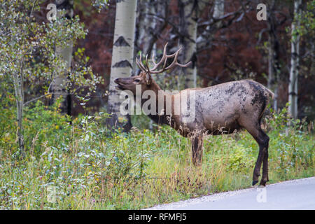 Young male elk scenting the air Stock Photo