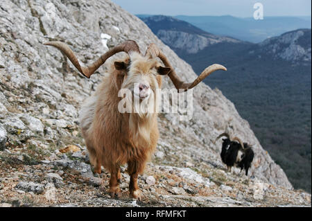 wild mountain brown goat with big horns stands at rock and looks in camera. male pride leader Stock Photo