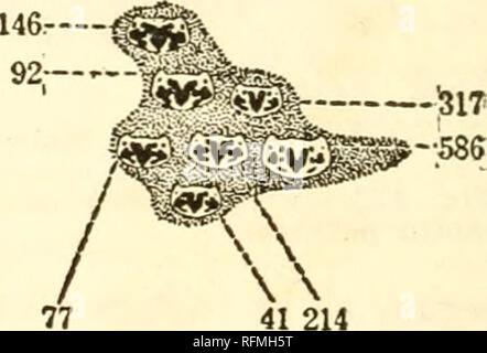 . Carnegie Institution of Washington publication. 314 The Mechanism of Evolution in Leptinotaesa 'jJAÂ» ,^i 196 TÂ», ^v&gt; .j^ 214 --319 â111 87- â 96- â 'ti,-^ Â«VÂ» ^v^- / / 38 57 29 1034 Males. 77 92 104 â 81 &quot;519. â2U Total 2304. 1270 Females. Fio. 124.âFirst census at San Marcos In 1904, showing condition in the pro- notal pattern. 11â 51â V ..^ V^ tV=Â» jV M$ 86 ; 214 â¢ ^ 479 79. =55^&gt;i-;. / / / 25 11 81 ^*  Q^^â-241.  '^'â38   &quot; 56 92 /   ^ 24 31 85 1385 Males. Total 2466. 1081 Females. Fig. 125.âSecond census at San Marcos in 1904. â¢ â 4S â541 â-219 â -56 ^&quo Stock Photo