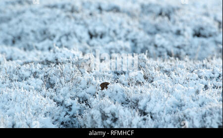 Red Grouse (Lagopus lagopus scotica) hiding amongst heather on a snowy day. North Yorkshire, UK. Stock Photo