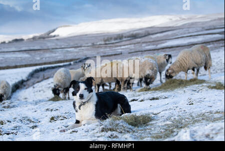 Border collie sheepdog on snow covered moorland above Askrigg in the Yorkshire Dales National Park, watching a flock of Swaledale ewes. Stock Photo