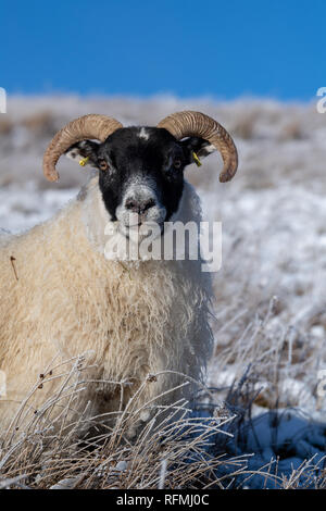 Scottish Blackface sheep in upland pasture covered in snow. Lanarkshire, UK. Stock Photo