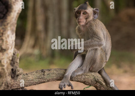 Macaque monkey on the Angkor Wat temple grounds in Cambodia sitting on a tree branch, looking thoughtful and relaxed with a cross legged pose. Stock Photo