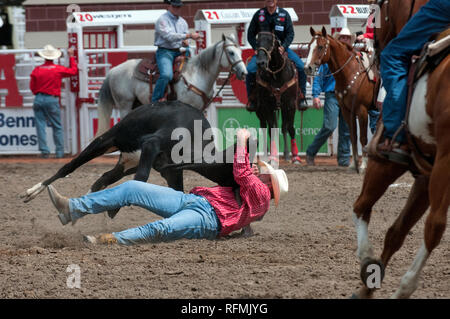 Steer wrestling race at Calgary Stampede, Calgary, Alberta, Canada Stock Photo