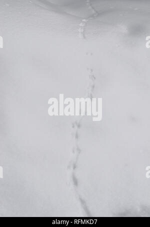 Traces of wild animals on the white snow in the winter in the forest Stock Photo