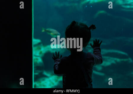 little girl watching fishes in a large aquarium in the Oceanopolis, Brest, France 31 May 2108. Stock Photo