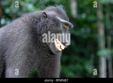 The Celebes crested macaque , also known as the crested black macaque