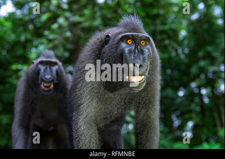 Smiling macaque. Celebes crested macaque , also known as the crested black macaque, Sulawesi crested macaque, or the black ape. Scientific name: Macac Stock Photo