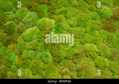 Green moss wall Stock Photo