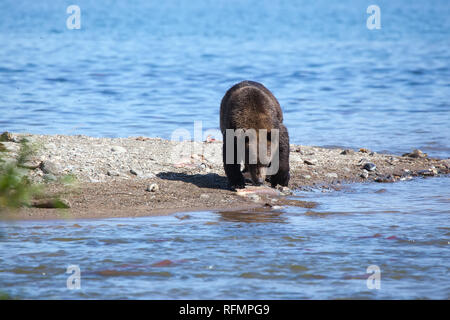 Wild brown bear grizzly(ursus arctos) fishing on background lake. Kamchatka. Russia. Stock Photo