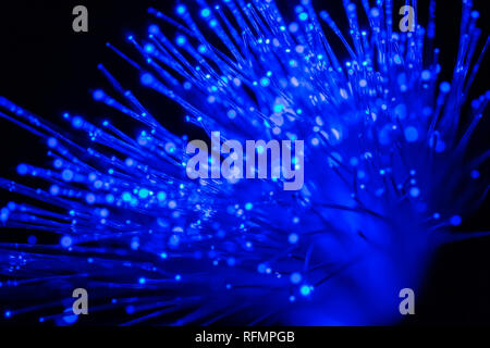 bundle of optic fibers in blue light Stock Photo