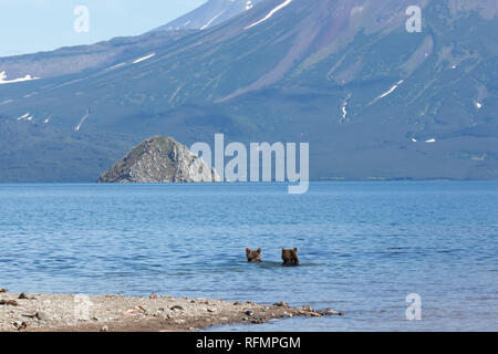 Wild brown bears grizzly(ursus arctos) fishing in lake. Two head in water on background lake and mountain. Kamchatka. Russia. Stock Photo