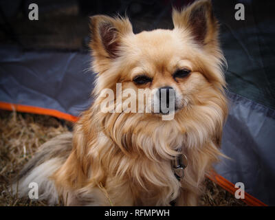 Pomeranian dog Stock Photo