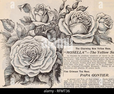 . Floral gems. Nurseries (Horticulture) Ohio Springfield Catalogs; Plants, Ornamental Catalogs; Flowers Catalogs; Bulbs (Plants) Catalogs. 12 McGregor brothers, florists, Springfield, ohio.. MOSELLA THE NEW WICHUCRlAZMcA ROSES. These charming roses are of the same creeping habit as Rosa Wichuriana, trailing over the ground or creeping about the trunks of trees and pillars with delightful effect. They are beautiful for their foliage alone, which is finely cut, thick and leathery, brilliant deep glossy-green, keep- ing in perfection until midwinter. The flowers are exquis- itely beautiful, delic