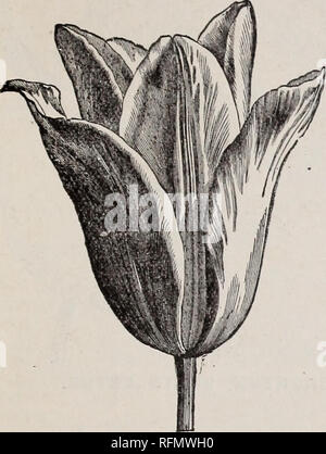 . Bulbs for fall, 1899. Nursery stock New York (State) Catalogs; Flowers Seeds Catalogs; Bulbs (Plants) Catalogs. PHEBE J. MARSHALL, HIBERNIA, DUTCHESS CO., N. Y. NOVELTY TULIP. The introduction of this grand new mammoth Tulip last year was a great success, particularly for forcing. Keep in a cool and shaded place after they come in bud. 5 cts. each; 3 for 10 cts.; dozen, 35 cts.; 100 for $2.00.. PICOTEE TULIPS. These are a late blooming species of great beauty. The petals are curiously shaped and marked. The flowers have a white ground, beautifully feathered and flamed with rose, pink and sca Stock Photo
