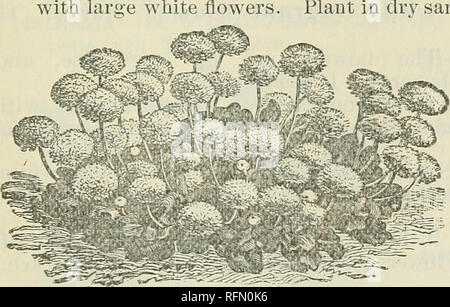 . Hardy ferns and flowers, shrubs, roses, etc.. Nurseries (Horticulture) Massachusetts Southwick Catalogs; Perennials Catalogs; Shrubs Catalogs; Ferns Catalogs; Plants, Ornamental Catalogs. EDWARD GILLETT'S CATALOGUE. 7 ASARUM Canadensis (Wild Ginger)—A low perennial, with kidney- shaped leaves 3 to 5 inches wide, and a single purplish flower close to the ground. Plant in the shady corner with your ferns. 10 cts. each, $1 per doz. Virginicum (Heart Snakeroot)—About the same height as the former, only smaller; leaves shiny and beautifully mottled. 15 cents each, $1.25 per dozen. ASCLEPIAS iliea Stock Photo