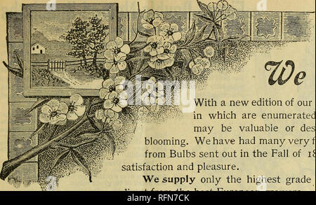. Floral gems for winter flowering. Flowers Seeds Catalogs; Bulbs (Plants) Catalogs; Plants, Ornamental Catalogs; Commercial catalogs Ohio Springfield. McGregor Brothers, Florists, Springfield, Ohio. 8. We Sreet %ou With a new edition of our Autumn Catalogue of Bulbs, in which are enumerated all varieties of Bulbs that may be valuable or desirable for Winter or Spring blooming. We have had many very flattering reports of the result from Bulbs sent out in the Fall of 1896, which affords us great satisfaction and pleasure. We supply only the highest grade of Bulbs, which we import direct from th Stock Photo