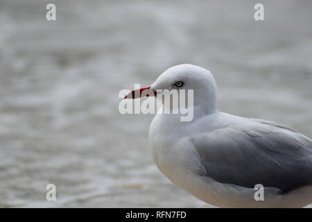 Close- up profile of Red Billed Seagull Stock Photo