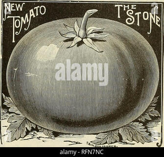 . Catalogue for 1897 : seeds and plants. Nursery stock Kansas Catalogs; Vegetables Seeds Catalogs; Gardening Equipment and supplies Catalogs; Flowers Seeds Catalogs. Tomatoes do best on light, warm, not over rich soil, and success depends upon securing a rapid, vigorous, unchecked growth dur- ing the early part of the season. Sow in hot-beds from six to eight weeks before they can be set out of doors, which is when danger from frost is past; when the plants have four leaves, transplant into shallow boxes or cold frames, setting them four or five inches apart: give plenty of air and endeavor to Stock Photo