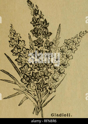 . Koss' seed catalogue. Nursery stock Wisconsin Catalogs; Vegetables Seeds Catalogs; Flowers Seeds Catalogs. GARDEN, FIELD AND FLOWER SEEDS, 39 SUMMER FLOWERING BULBS. j Soon make a gorgeous display, flower the [first summer and bloom and multiply sea- json after season. DAHLIAS. Best improved varieties, named colors; white, red, yellow and purple,ea&lt;-h I 20 cts., doz-n $2.00.&quot;. GLADIOLI. This charming flower is coming more and more into use as its great im- provement gets more universally known. Extra Fine Mixed Mostly light colors, fine grade, each 5 cts., doz 50cts. Fine Mised. Seco