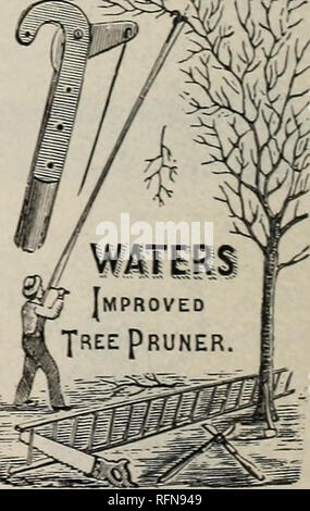 . Annual descriptive catalogue : seeds. Vegetables Seeds Catalogs; Flowers Seeds Catalogs; Plants, Ornamental Catalogs; Gardening Equipment and supplies Catalogs; Commercial catalogs Connecticut New Haven. The shape of the handle is better adapted to the hand. The iron shoulder at the back of the blade increases the strength very much. The hook and spring for fastening them together are the very best, as the hook cannot come in contact with the upper handle while in use. These shears have had an extensive sale among wool growers for trimming sheep's feet, and are largely used among orange grow Stock Photo