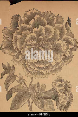 . Alneer Brothers seed &amp; plant catalogue for 1897. Vegetables Seeds Catalogs; Flowers Seeds Catalogs; Plants, Ornamental Catalogs; Commercial catalogs Illinois Rockford. . Please note that these images are extracted from scanned page images that may have been digitally enhanced for readability - coloration and appearance of these illustrations may not perfectly resemble the original work.. Alneer Brothers..