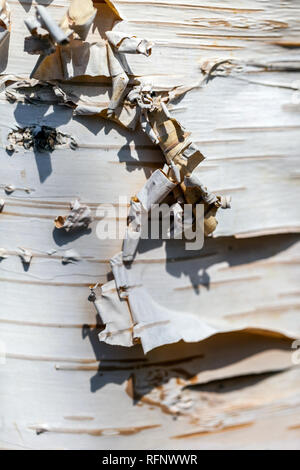 Whitebarked Himalayan Birch, Betula utilis jacquemontii, bark of tree trunk Betula jacquemontii Stock Photo