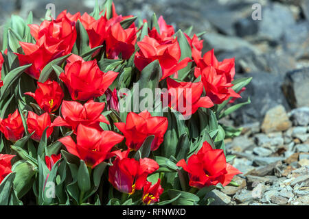 Waterlily Tulip  Tulipa kaufmanniana 'Showwinner' Stock Photo