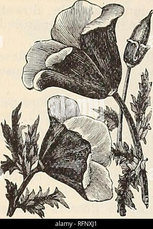 . Annual catalogue of seeds and bulbs. Vegetables Seeds Catalogs; Flowers Seeds Catalogs; Fruit Catalogs; Gardening Equipment and supplies Catalogs; Commercial catalogs New York (State) Buffalo. 36 O. W. CLARK &amp; SON, BUFFALO, NEW YORK.. ERYSIMUM. Showy, free-flowering, handsome, hardy annuals, very effective in beds or mixed borders. Arkansanum. (Western Wallflower.) Sulphur- yellow; % ft. Pkt. 5 cts. Peroffskianum. Beautiful shade of orange. Pkt. 5 cts. ESCHSCHOLTZIA. (California Poppy.) A showy, profuse-flower- ing plant, with rich and beautiful colors ; a good ESCHschoi/Tzia. bloomer;  Stock Photo