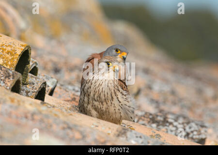 Lesser Kestrel, Falco naumanni in Matera village, Italy Stock Photo