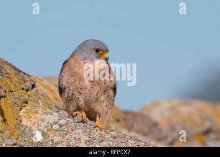 Lesser Kestrel, Falco naumanni in Matera village, Italy Stock Photo