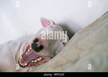 English Bull terrier just woke up and yawning Stock Photo