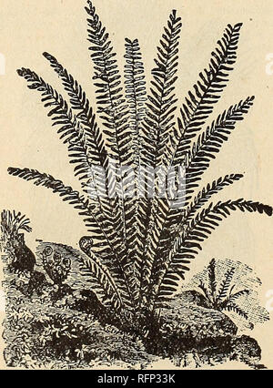 . Spring 1896. Nursery stock Ohio Catalogs; Roses Ohio Catalogs; Flowers Catalogs; Vegetables Catalogs; Nursery stock; Roses; Flowers; Vegetables. PEPEROMIA MACULOSA. I A FEW CHOICE FERNS, f. SWORD PERN (NEPHROLEPSIS EXALTATA.) PTERIS ARGYREA. (Silver Fern.) A very showy Fern with variegated foliage, fronds large, light green, with a broad band of silver-white down the center of each. Very distinct. Price, 25cents. PTERIS TREMULA. (Or Shaking Fern.) One of the finest Ferns for house decoration, growing very rapidly, and throwing up large, handsome fronds. It makes magnificent specimens. Easily Stock Photo