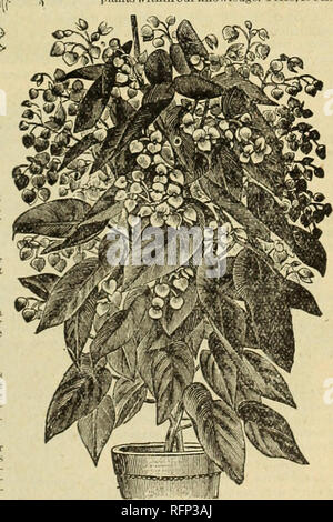 . Spring 1896. Nursery stock Ohio Catalogs; Roses Ohio Catalogs; Flowers Catalogs; Vegetables Catalogs; Nursery stock; Roses; Flowers; Vegetables. SPECULATA. Quite a novelty in the Rex typo. Leaves arc in the form of a grape leaf. Color is a bright preen, with a background of choc- olate; veins of a light pea green; the whole leaf spotted with silver. In bloom it i- magnificent; the panicles, composed of great numbers ol individual pink blooms, are lifted high and spray-like quite elear of the foliage, Price, 20 Cents. DIADEMA. This is a distinct and comparatively new variety. The leaf is larg Stock Photo