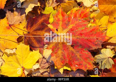 Red maple leaf, colourful autumn leaves lying on the ground, Germany Stock Photo